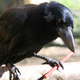 New Caledonian crow with a stick